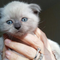 Scottish Fold, Kedi  Peri (Perişko) fotoğrafı