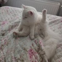 Scottish Fold, Kedi  Ayten fotoğrafı