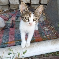 Tekir Kedi, Kedi  Boncuk fotoğrafı