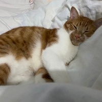 Sarman, Kedi  Miya fotoğrafı