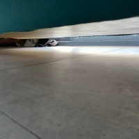 Sarman, Kedi  Miya fotoğrafı