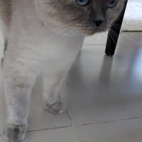 Scottish Fold, Kedi  pamuk fotoğrafı