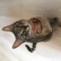 Tekir Kedi, Kedi  Balım fotoğrafı