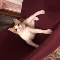 Tekir Kedi, Kedi  Ponçik fotoğrafı