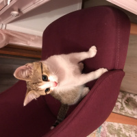 Tekir Kedi, Kedi  Ponçik fotoğrafı