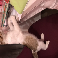 Tekir Kedi, Kedi  Ponçik fotoğrafı