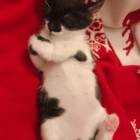 Ankara Kedisi, Kedi  Maşuk fotoğrafı