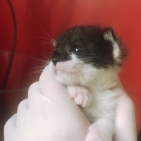 Ankara Kedisi, Kedi  Maşuk fotoğrafı