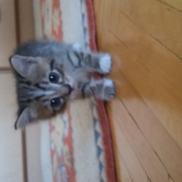Tekir Kedi, Kedi  Hiyori fotoğrafı