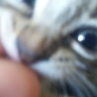Tekir Kedi, Kedi  Hiyori fotoğrafı