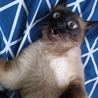 Siyam Kedisi, Kedi  Şila fotoğrafı