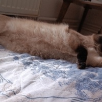 Siyam Kedisi, Kedi  Şila fotoğrafı