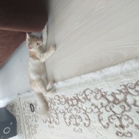 British Shorthair, Kedi  Tarcın fotoğrafı