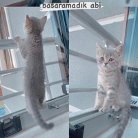 British Shorthair, Kedi  zeytin fotoğrafı