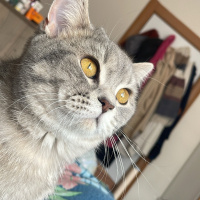 British Shorthair, Kedi  zeytin fotoğrafı