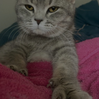 British Shorthair, Kedi  zeytin fotoğrafı