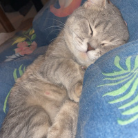 British Shorthair, Kedi  zeytin fotoğrafı