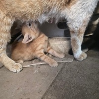 Tekir Kedi, Kedi  Minikler fotoğrafı