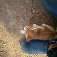 Tekir Kedi, Kedi  Minikler fotoğrafı