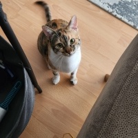 Tekir Kedi, Kedi  Ömür fotoğrafı