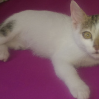 Tekir Kedi, Kedi  Mır mır  fotoğrafı
