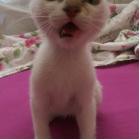 Tekir Kedi, Kedi  Mır mır  fotoğrafı