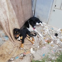 Sokö (Sokak Köpeği), Köpek  Osman fotoğrafı