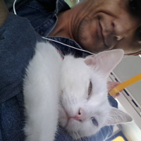 Ankara Kedisi, Kedi  SÜTLAÇ fotoğrafı