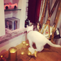 Ankara Kedisi, Kedi  SÜTLAÇ fotoğrafı