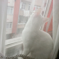 Ankara Kedisi, Kedi  SÜTLAÇ fotoğrafı