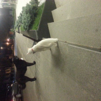 Ankara Kedisi, Kedi  SÜTLAÇ fotoğrafı