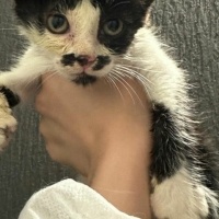 Tuxedo (Smokin) Kedi, Kedi  Zeytin fotoğrafı