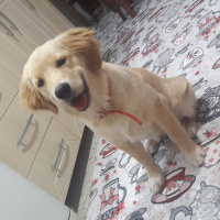 Golden Retriever, Köpek  Tarçin fotoğrafı