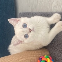 British Shorthair, Kedi  Bulut fotoğrafı