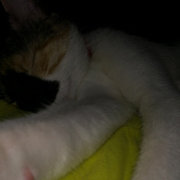 Soke, Kedi  Minnak fotoğrafı