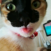 Soke, Kedi  Minnak fotoğrafı