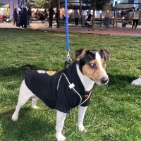 Jack Russell Terrier, Köpek  Taco fotoğrafı