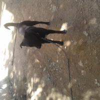 Labrador Retriever, Köpek  Kahraman fotoğrafı