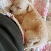 Golden Retriever, Köpek  Arya fotoğrafı