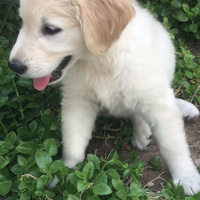 Golden Retriever, Köpek  Suzi fotoğrafı