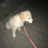Golden Retriever, Köpek  Suzi fotoğrafı