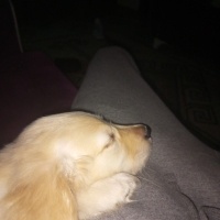 Golden Retriever, Köpek  Rozi fotoğrafı