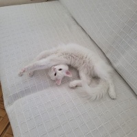 Chinchilla, Kedi  Luna fotoğrafı