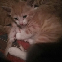 Tekir Kedi, Kedi  Sarman fotoğrafı