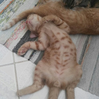 Tekir Kedi, Kedi  Sarman fotoğrafı