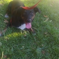 Jack Russell Terrier, Köpek  Lüpen fotoğrafı
