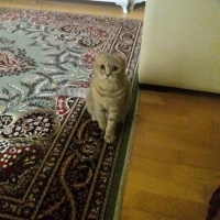 Scottish Fold, Kedi  Balim fotoğrafı
