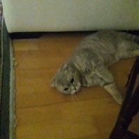 Scottish Fold, Kedi  Balim fotoğrafı