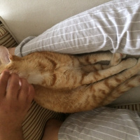 Tekir Kedi, Kedi  Zarife fotoğrafı
