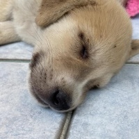 Golden Retriever, Köpek  Leo fotoğrafı